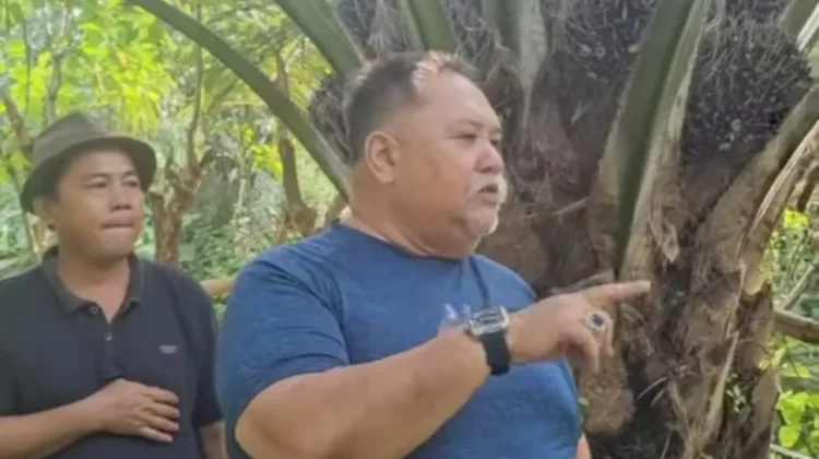 Bupati Bengkulu Selatan Kunjungan Kelapangan Program Peremajaan Sawit Rakyat