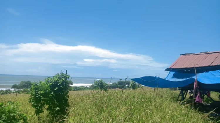 Panas Ekstrim Petani Khawatir Tidak Bisa Olah Sawah
