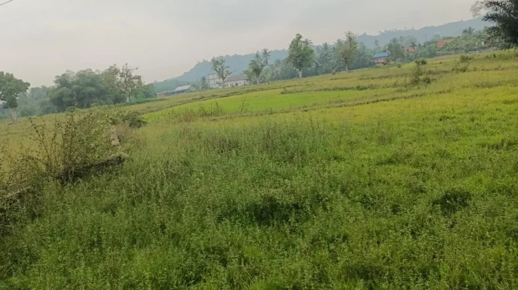 Puluhan Hektare Sawah di Kelam Tengah Terancam Terbengkalai akibat Kekeringan