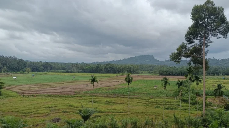 Hamparan Sawah di Kelam Tengah Beralih Menjadi Ladang Jagung akibat Kemarau