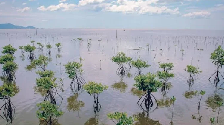 Strategi Penguatan Kawasan Mangrove Demi Menjaga Garis Pantai