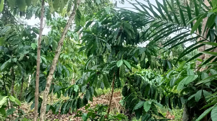 Penghujung Musim Panen, Petani Kopi Sisihkan Hasil untuk Biaya Rawat Kebun