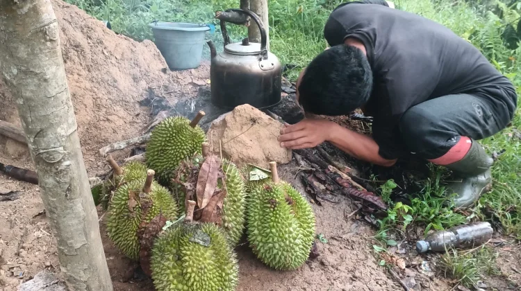 Harga Durian di Kaur Musim Ini Cukup Tinggi, namun Tetap Diburu Pembeli