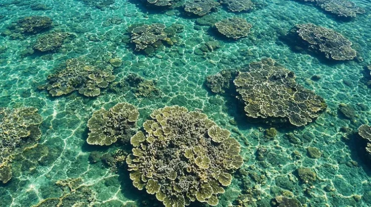 Manajemen Terumbu Karang Buatan untuk Pemulihan Ekosistem Laut