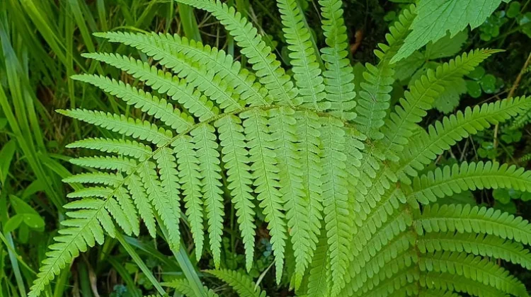 Menilik Ragam Taksonomi Vegetasi Pakis Liar di Pedalaman Hutan Basah