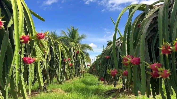 Teknik Pemangkasan Pohon Buah Naga untuk Stimulasi Pembuahan Lebat