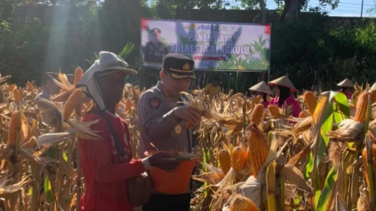 Panen Jagung, Kampung Melayu Perkuat Ekonomi Petani dan Dukung Swasembada Pangan