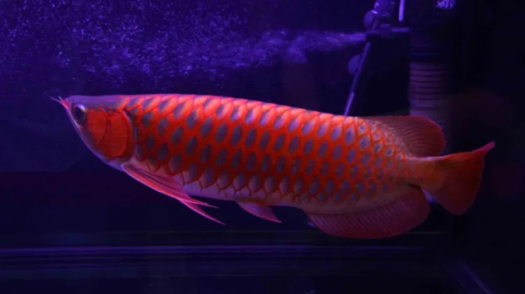 Pesona Siluk Merah, Sang "Ikan Naga" Purba Endemik Kalimantan Barat yang Mendunia
