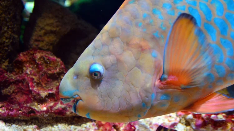 Bikin Kaget! Pasir Putih Pantai yang Kamu Injak Ternyata Berasal dari Seekor Ikan
