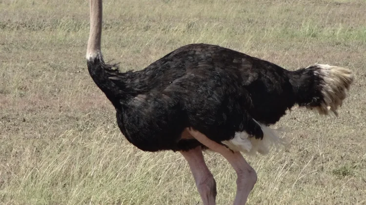 Punya Sayap Tapi Tak Bisa Terbang, Kenali Empat Spesies Unik Burung Ini