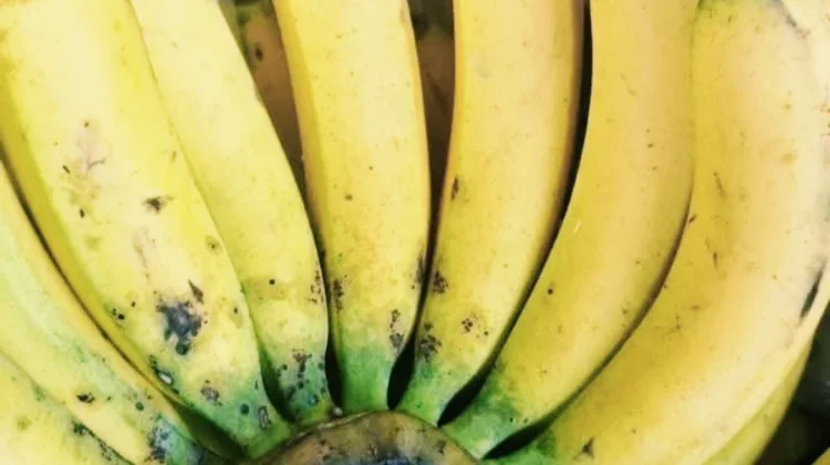 Pisang ambon: Cemilan Sehat Kaya Nutrisi