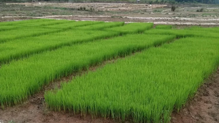 Kemarau Picu Gagal Tanam, Petani di Kaur Alami Kerugian
