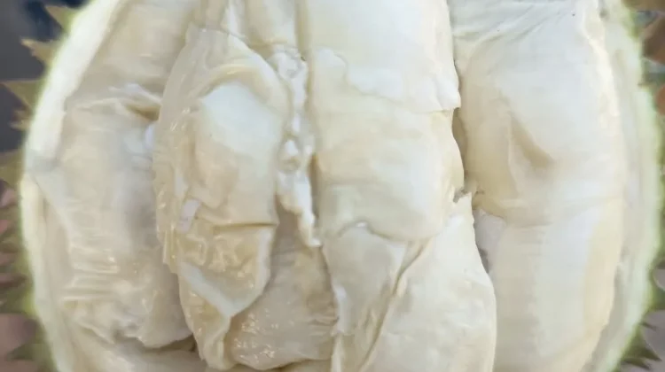 Mengela Jenis-jenis Durian di Indonesia dengan khas Rasanya