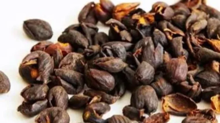 Pemanfaatan Limbah Kulit Kopi Menjadi Kompos Organik Berkualitas
