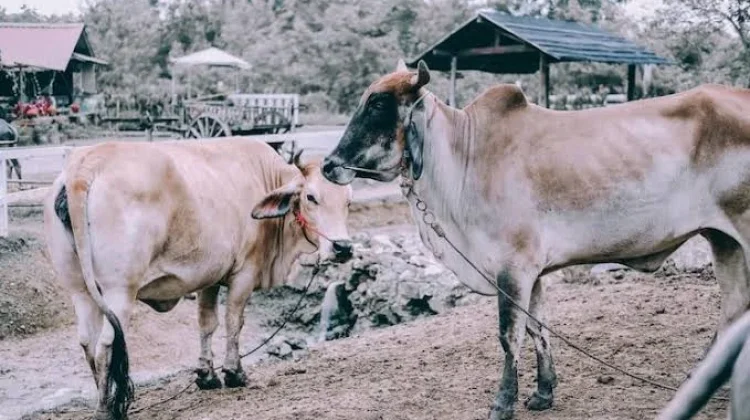 Pemda Bengkulu Selatan Akan Tindak Tegas Pemilik Ternak Liar
