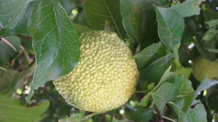 Keunikan Pohon Osage Orange: Peninggalan Purba yang Memiliki Kayu Terkuat