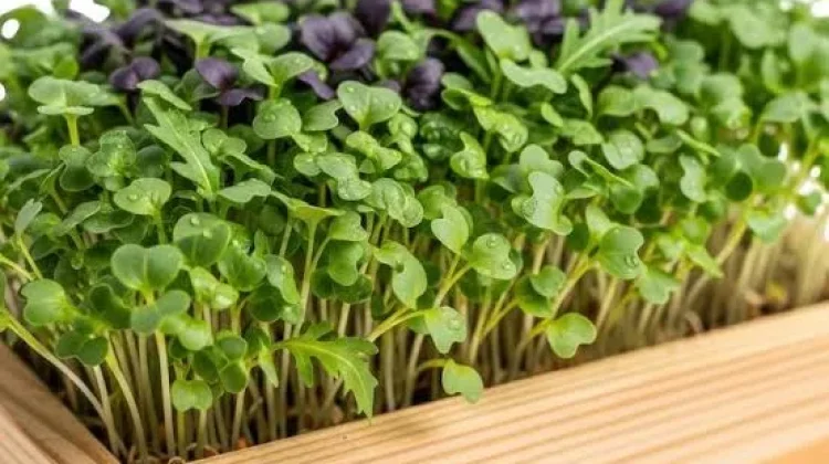 Metode Menanam Sayuran Microgreens di Lahan Sempit dalam Rumah