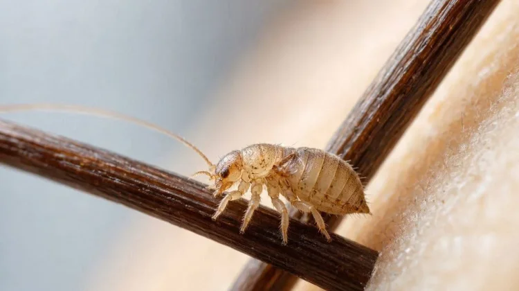 Ilmuwan Temukan Ancaman Baru: Virus Gigitan Kutu Mampu Menipu Sistem Imun Manusia