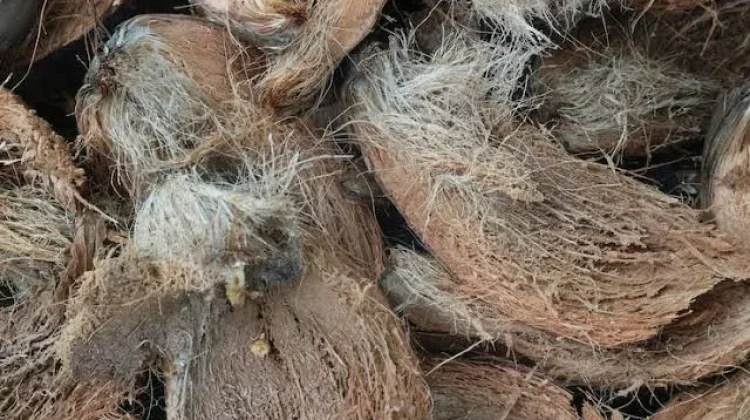 Pengolahan Limbah Sabut Kelapa Menjadi Media Tanam Cocopeat