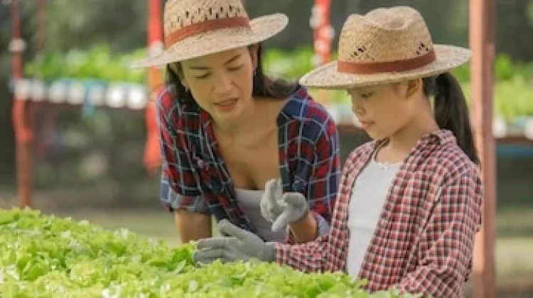 Berkebun Sayuran Dapur Bersama Anak di Pekarangan Rumah
