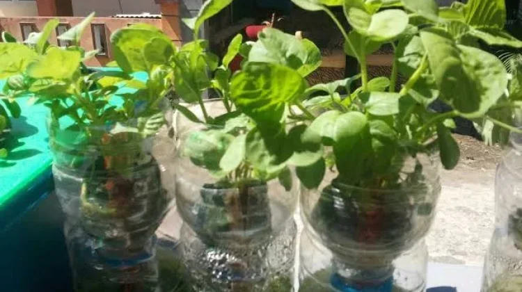 Pembuatan Pot Hidroponik Mini dari Botol Plastik Bekas Minuman