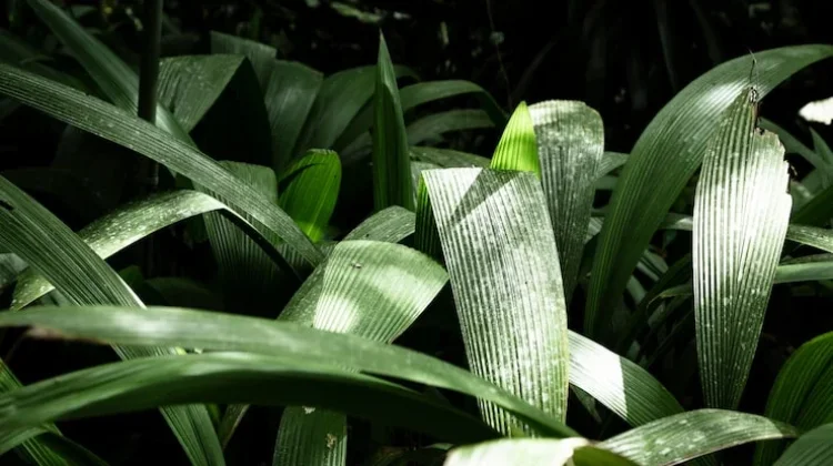 Pemanfaatan Ekstrak Daun Pandan Menjadi Lilin Aroma Alami