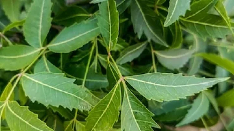 Pembuatan Pestisida Nabati dari Daun Mimba untuk Tanaman Rumah