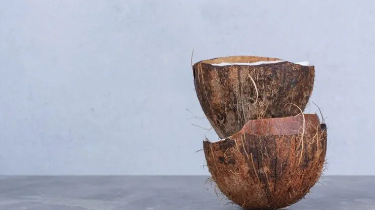Pembuatan Pot Tanaman Hias dari Batok Kelapa Bekas Bersama Anak