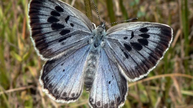 Penyamar Cerdas dari Alam: Kupu-kupu Large Blue Si Penyusup Ulung di Sarang Semut