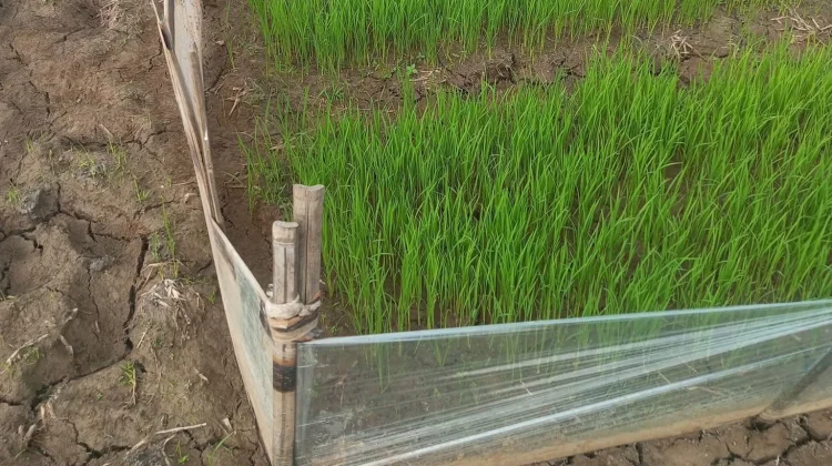 Dampak Kemarau Puluhan Hektar Sawah Hamparan Sawah Lebar Gagal Tanam