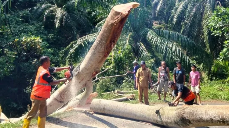 BPBD Bengkulu Selatan Melakukan Pemangkasan Pohon Rawan Tumbang Desa Pagar Dewa