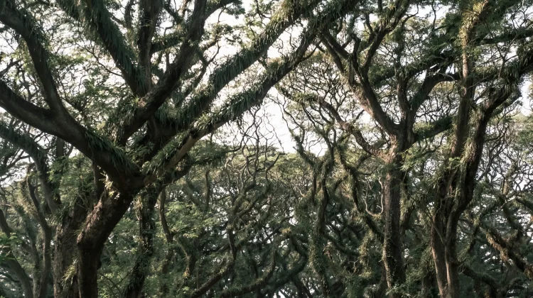 Mengenal Destinasi Wisata De Djawatan Forest