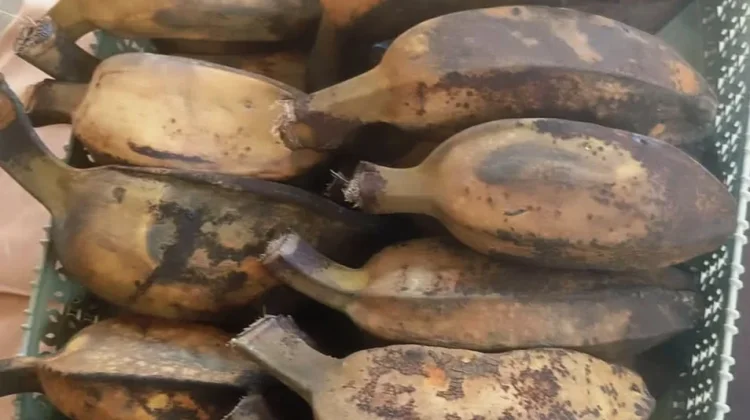 Pisang Rebus Pilihan Sehat untuk Diet