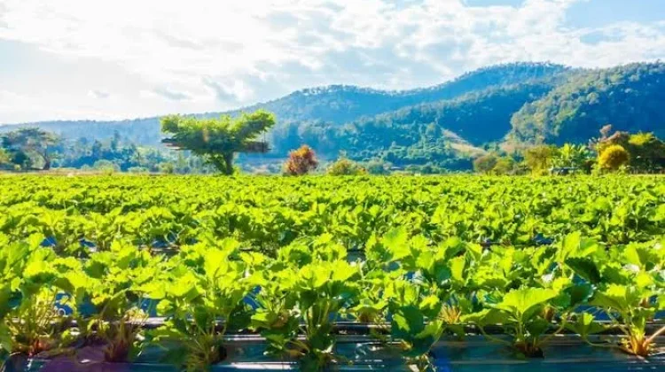 Manfaat dan Strategi Program Kebun Gizi Anak di Lingkungan RT
