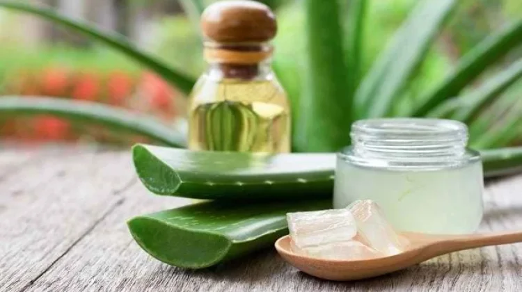 Manfaat Lidah Buaya Bagi Kesehatan