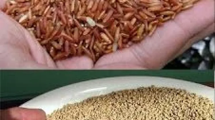 Mengenal Pakan Ayam Berkualitas
