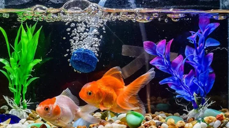 Jenis-jenis Ikan untuk Aquarium