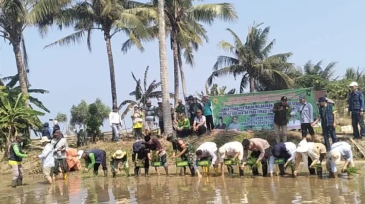 Koramil Manna Hadiri Penanaman Padi Serentak