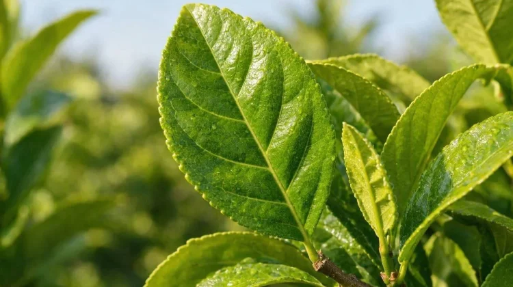 Menyingkap Khasiat Luar Biasa Daun Jeruk bagi Kesehatan Tubuh