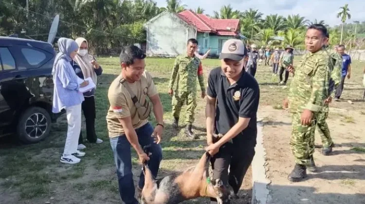 Koramil Kaur Selatan Dampingi Satpol-PP Tertibkan Hewan Ternak