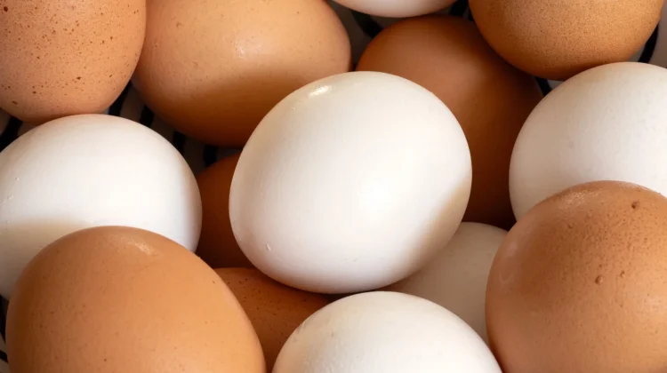 Wabah Salmonella Mengguncang AS: Jutaan Lusin Telur Ditarik dari Pasaran