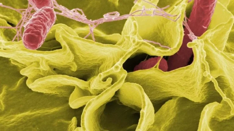 Ancaman Kesehatan Global: Mengenal Wabah Salmonella dan Dampaknya Bagi Tubuh