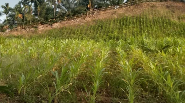 Petani Jagung di Kaur Pasrah Hadapi Gagal Panen akibat Kemarau
