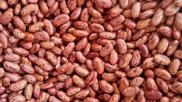 Atasi Masalah Pencernaan: Konsumsi Kacang Merah