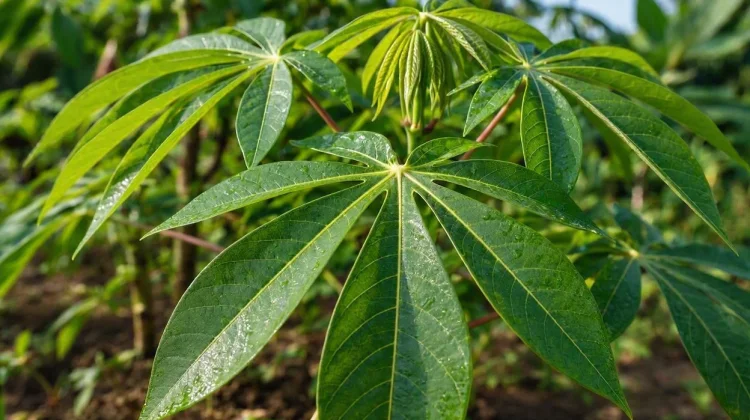 Ragam Manfaat Daun Singkong untuk Hipertensi yang Perlu Anda Ketahui