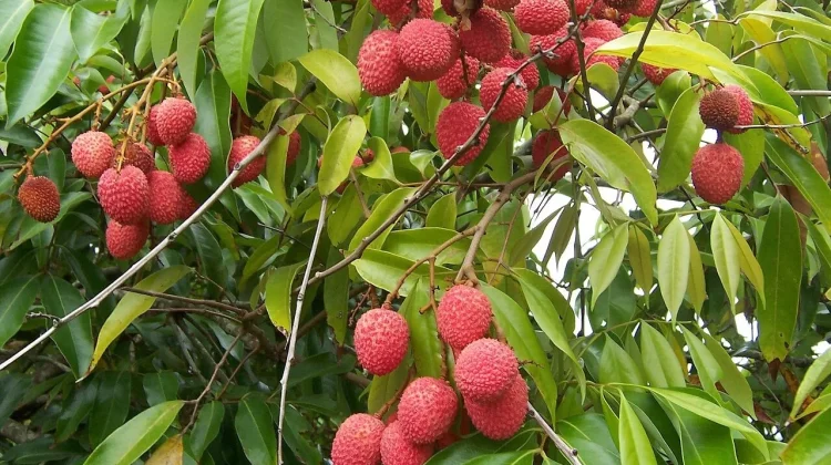 Intip Khasiat Buah Leci untuk Kesehatan Tulang hingga Cegah Penyakit Kronis