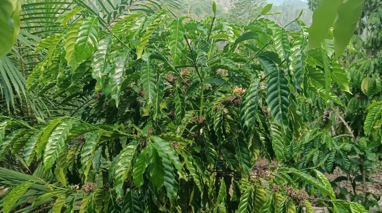Kemarau Panjang Berpengaruh Terhadap Pertumbuhan Bunga Kopi