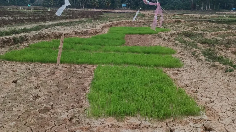 Musim Kemarau, Petani Kelam Tengah Hadapi Krisis Air untuk Sawah