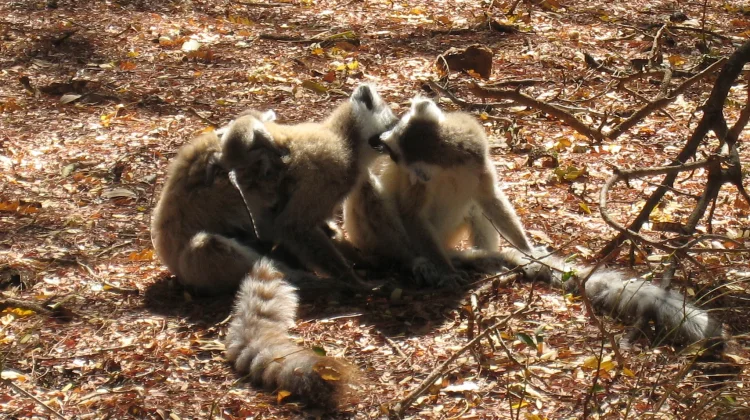 Evolusi Terpisah: Alasan Utama Lemur Sangat Berbeda dari Monyet