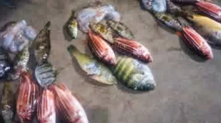 Mencari Ikan di Pantai, Peluang Usha Sampingan bagi Masyarakat Pesisir